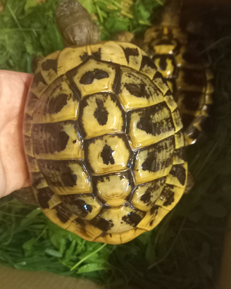 Tartarughe di terra