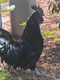 Gallo e galline nere Ayam Cemani, rarissima raz