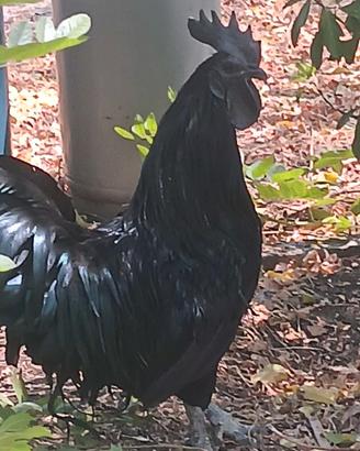 Gallo e galline nere Ayam Cemani, rarissima raz