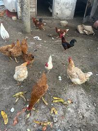 Animal