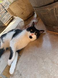Gatto maschio di 2 anni