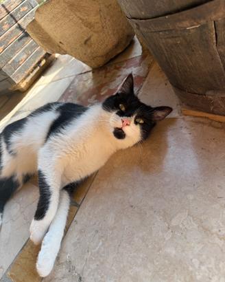 Gatto maschio di 2 anni