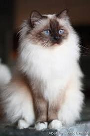 Sacro di Birmania Adulto