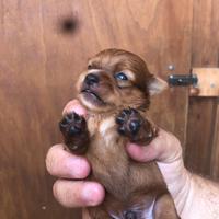 Cucciolo di chihuahua/pincher