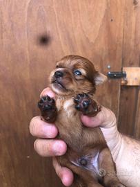 Cucciolo di chihuahua/pincher