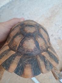Tartaruga marginata