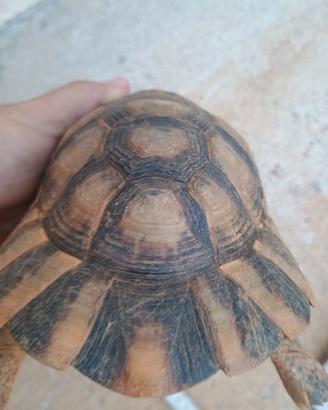 Tartaruga marginata
