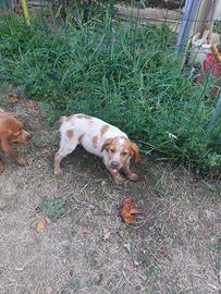 Cane da caccia Breton