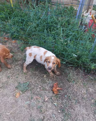 Cane da caccia Breton