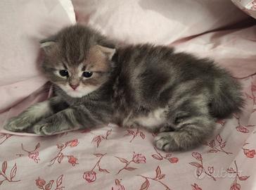 Teneri gattini pelosetti