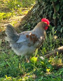 Gallo