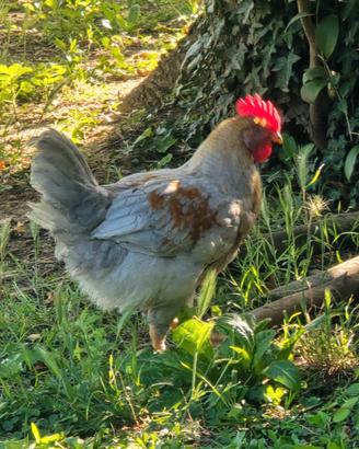 Gallo