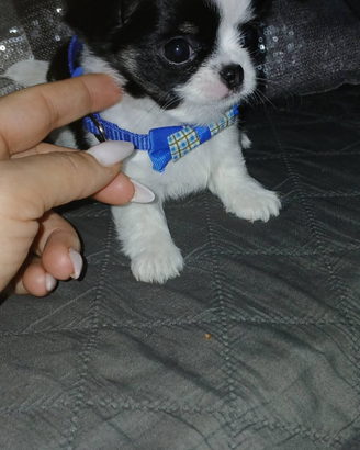 Chihuahua miny toy