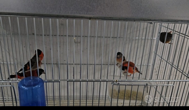 Cardinalini del Venezuela