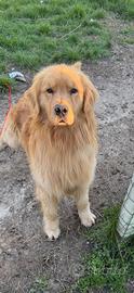 Golden Retriever americano