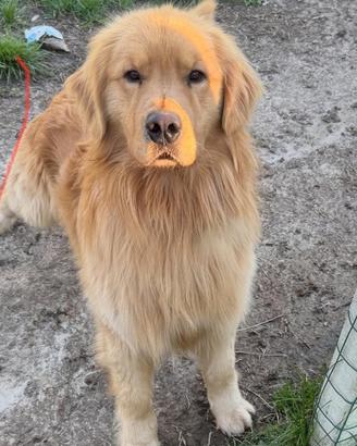 Golden Retriever americano