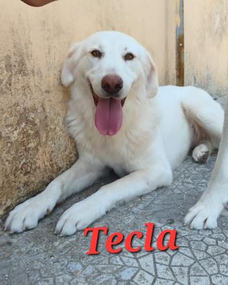 Cucciolone in canile