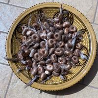 Bulbi Biologici Zafferano