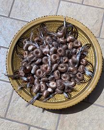 Bulbi Biologici Zafferano