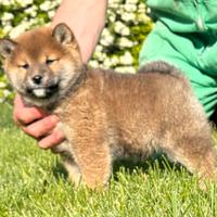 Cuccioli di shiba inu
