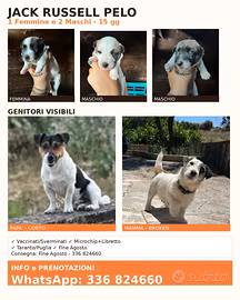 Jack Russell