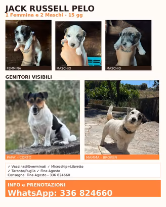 Jack Russell