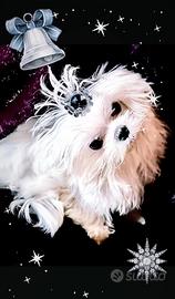 Maltese coreano linea big eyes maschio