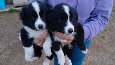 Cuccioli border collie