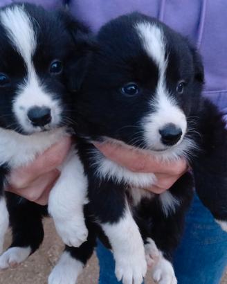 Cuccioli border collie