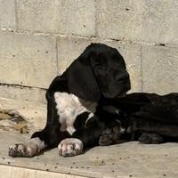 Cuccioli di alano