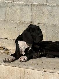 Cuccioli di alano