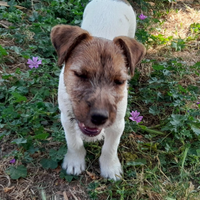 Jack Russell Terrier cucciola Broken
