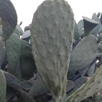 pale di fico d'india da piantare 