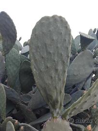 pale di fico d'india da piantare 