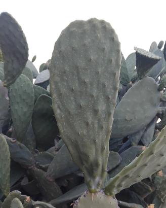 pale di fico d'india da piantare 