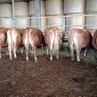 Vacche e un toro di scarto