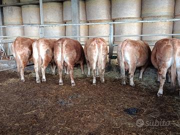 Vacche e un toro di scarto