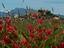 Immagine 12