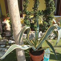 grandissima pianta di agave