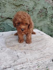 Barboncino Toy red