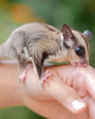 Petauro dello zuccbero