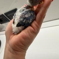 Inseparabili roseicollis