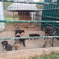 Cani di razza Pastore Silano