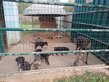 Cani di razza Pastore Silano