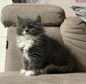 Cucciolo Gatto Siberiano Femmina