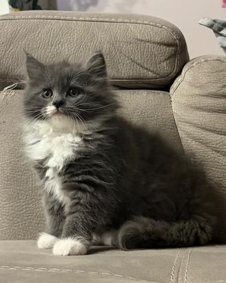 Cucciolo Gatto Siberiano Femmina