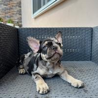Bulldog francese
