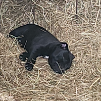 Cuccioli di staffy