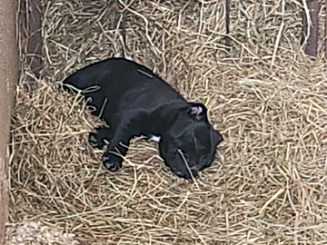 Cuccioli di staffy