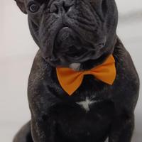 Bulldog francese monta